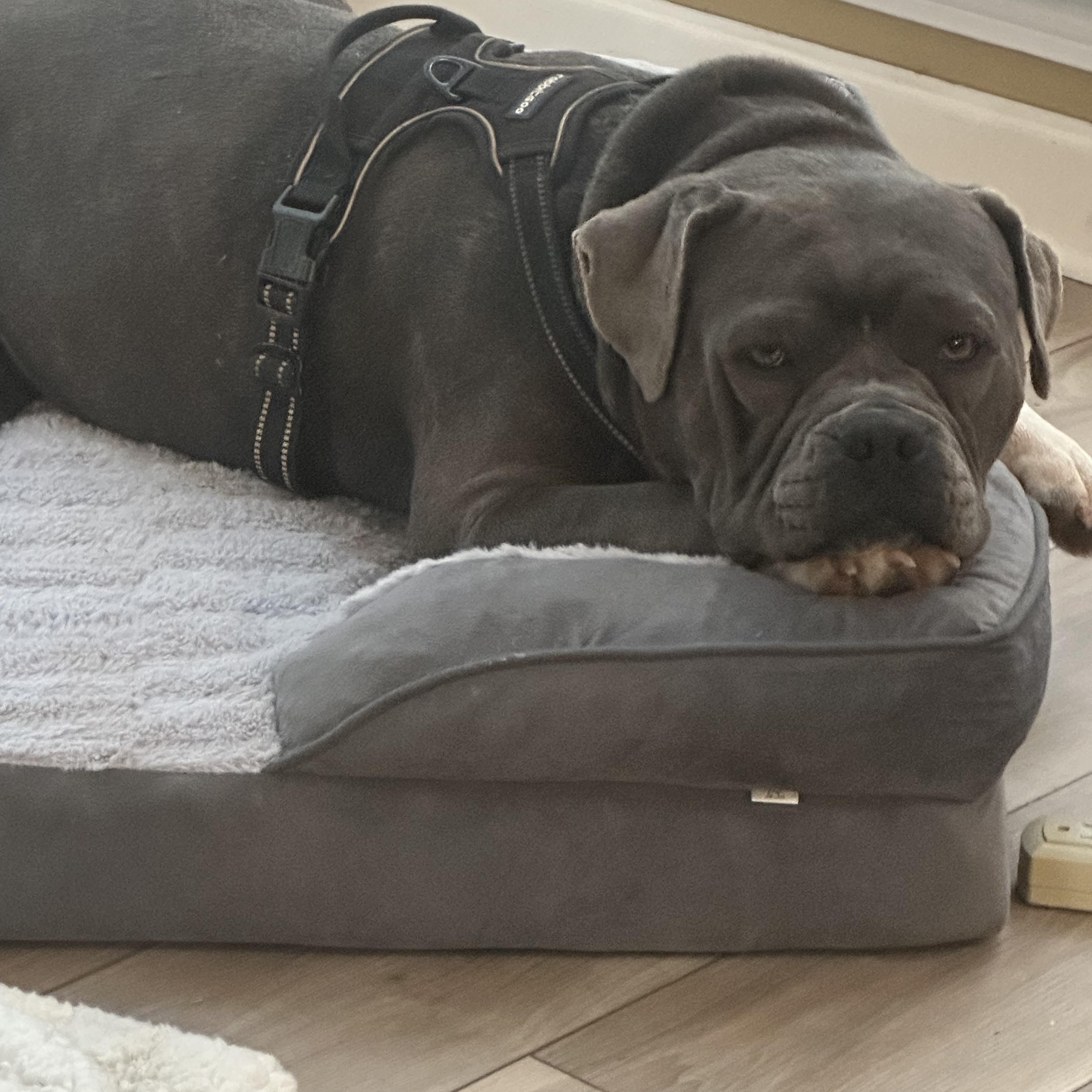 Bruno, ADOPTABLE, Young Male Bulldog & American Bully.