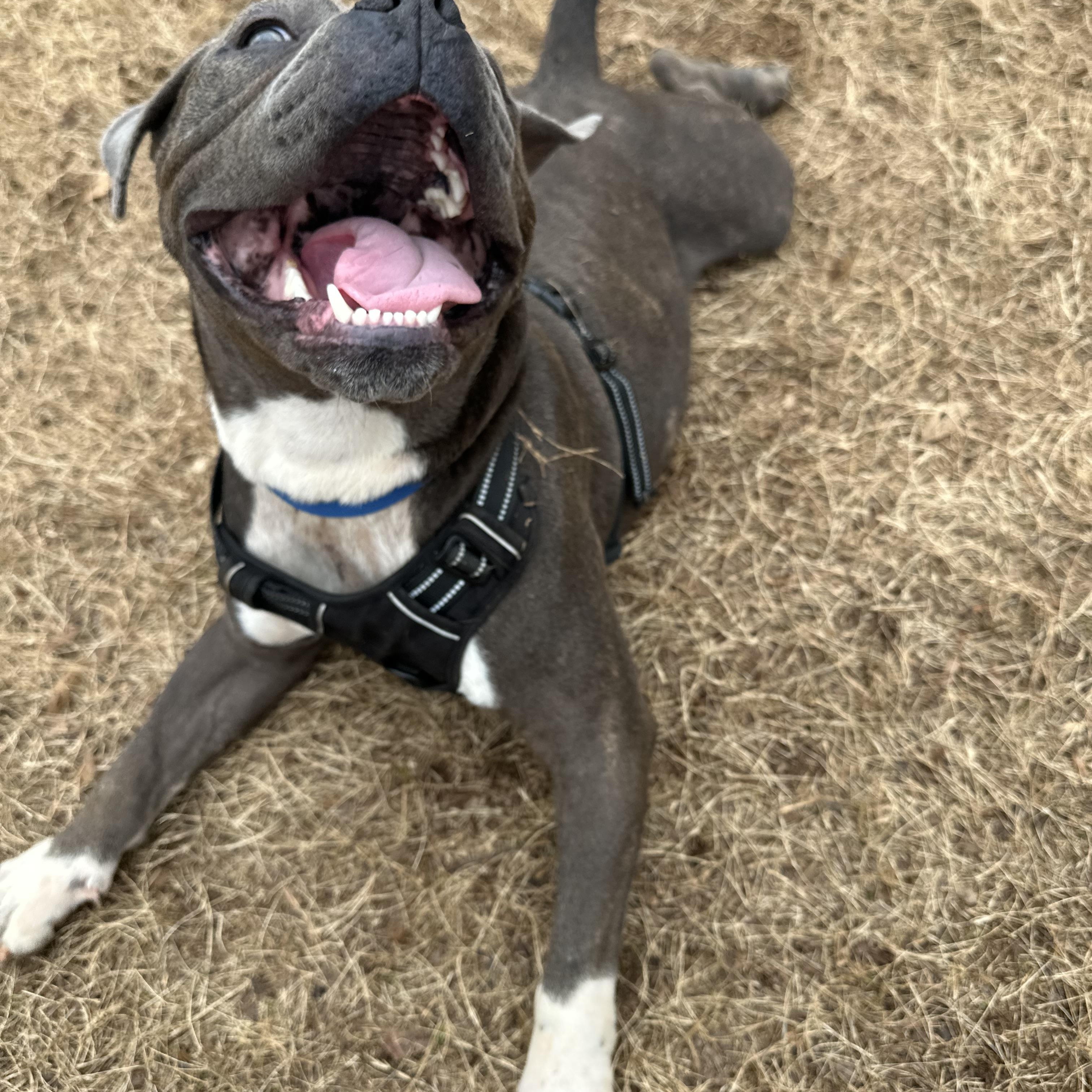 Bruno, a ADOPTABLE mixed breed in Roswell, GA image 3/4