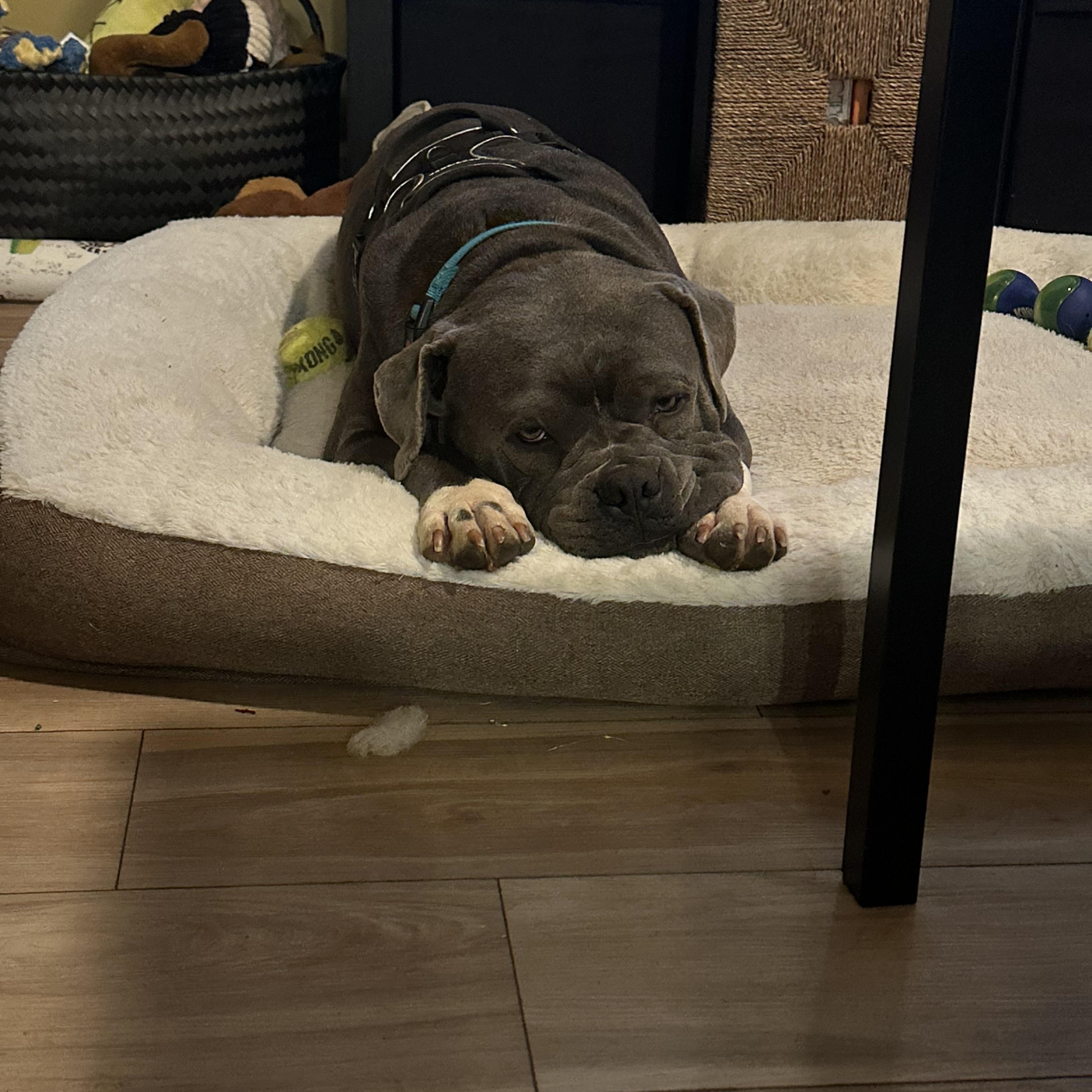 Bruno, a ADOPTABLE mixed breed in Roswell, GA image 4/4