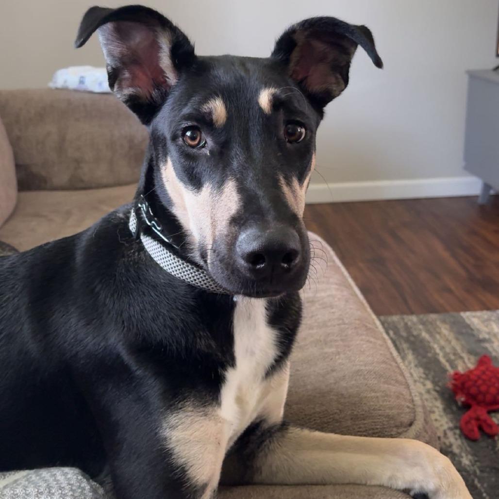 Enlarge Tomas, a Adoptable mixed breed in Belleville, IL image 1/1