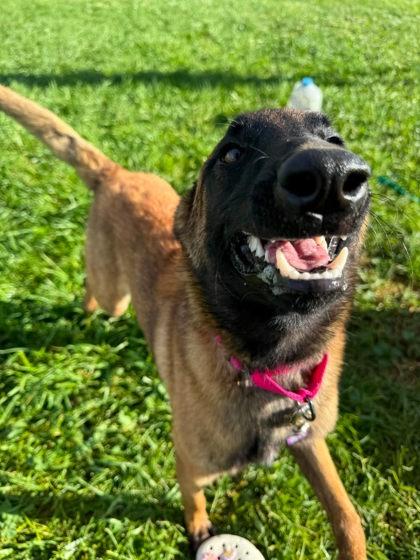 Enlarge Reba, a Adoptable mixed breed in Scottsbluff, NE image 2/2