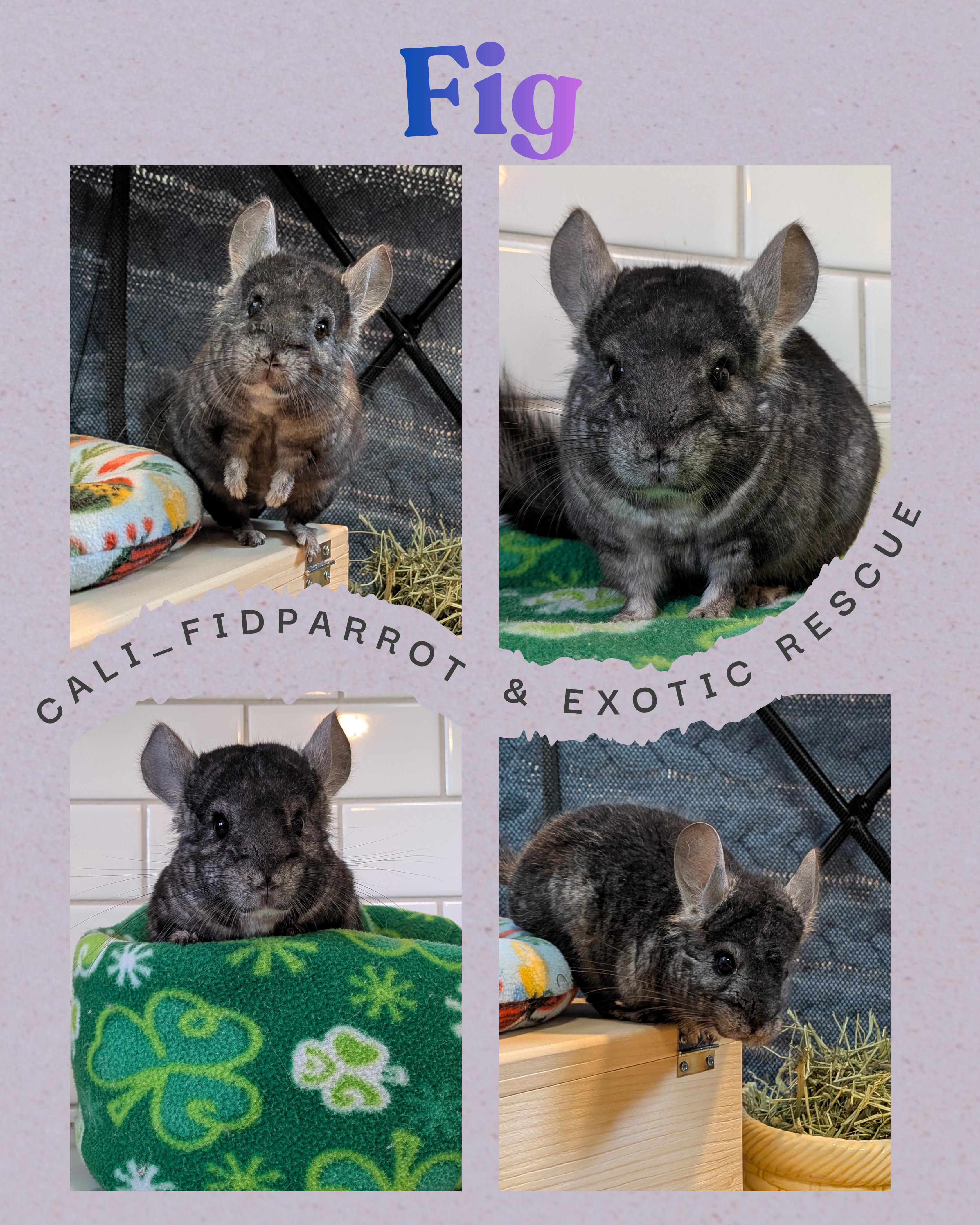 Fig (Figaro), adoptable, Young Male Chinchilla.