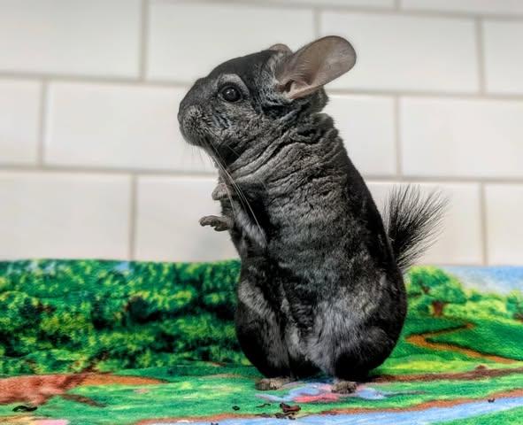 Enlarge Fig (Figaro), an adoptable Chinchilla in Modesto, CA image 2/2