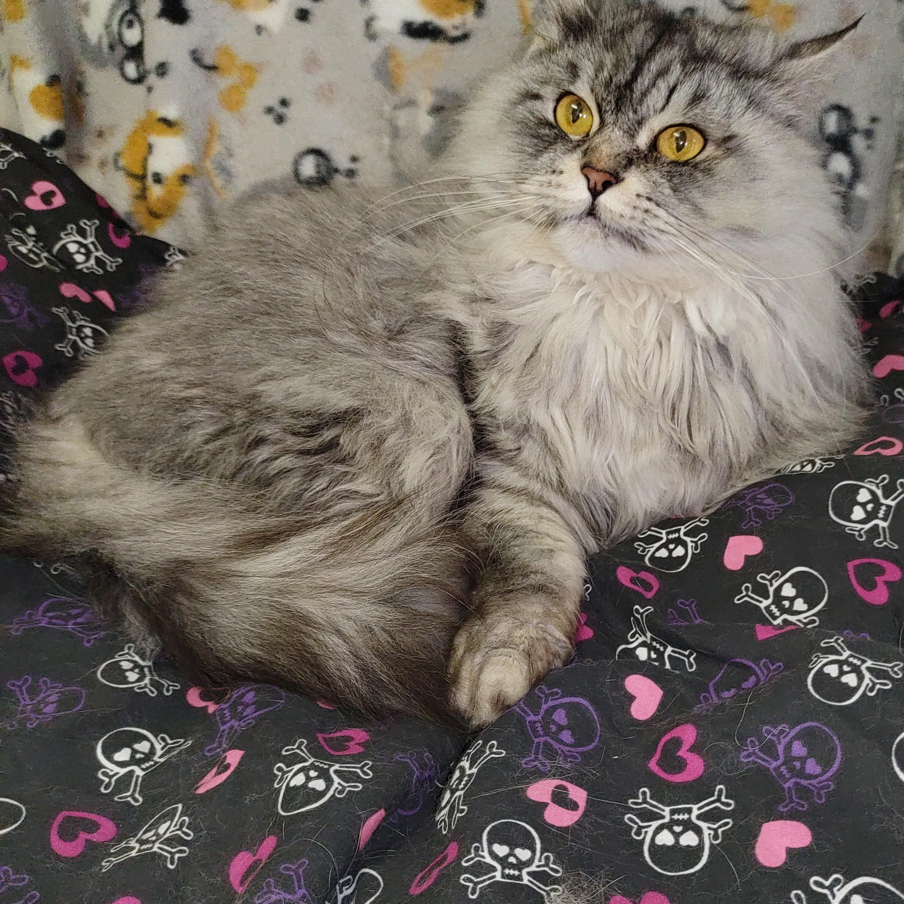 Nelly, Adopted, Adult Female Himalayan & Persian.