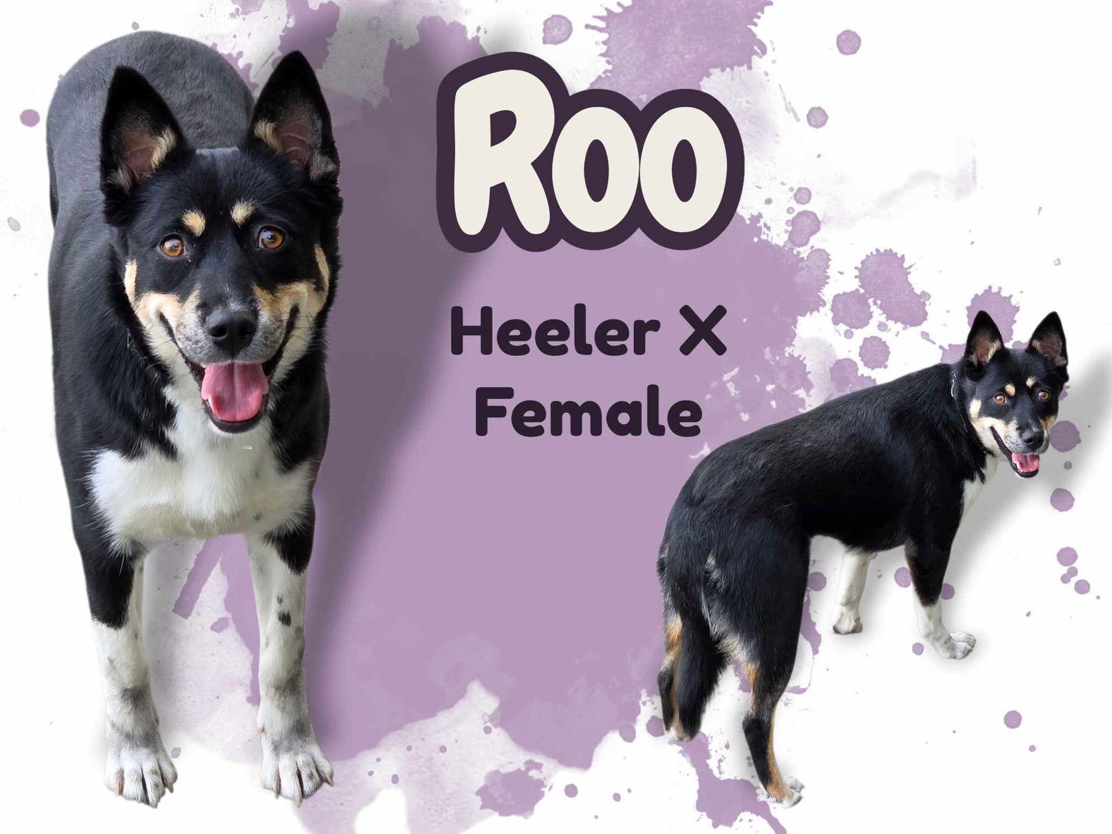 Roo, Adoptable, Young Female Australian Cattle Dog / Blue Heeler.