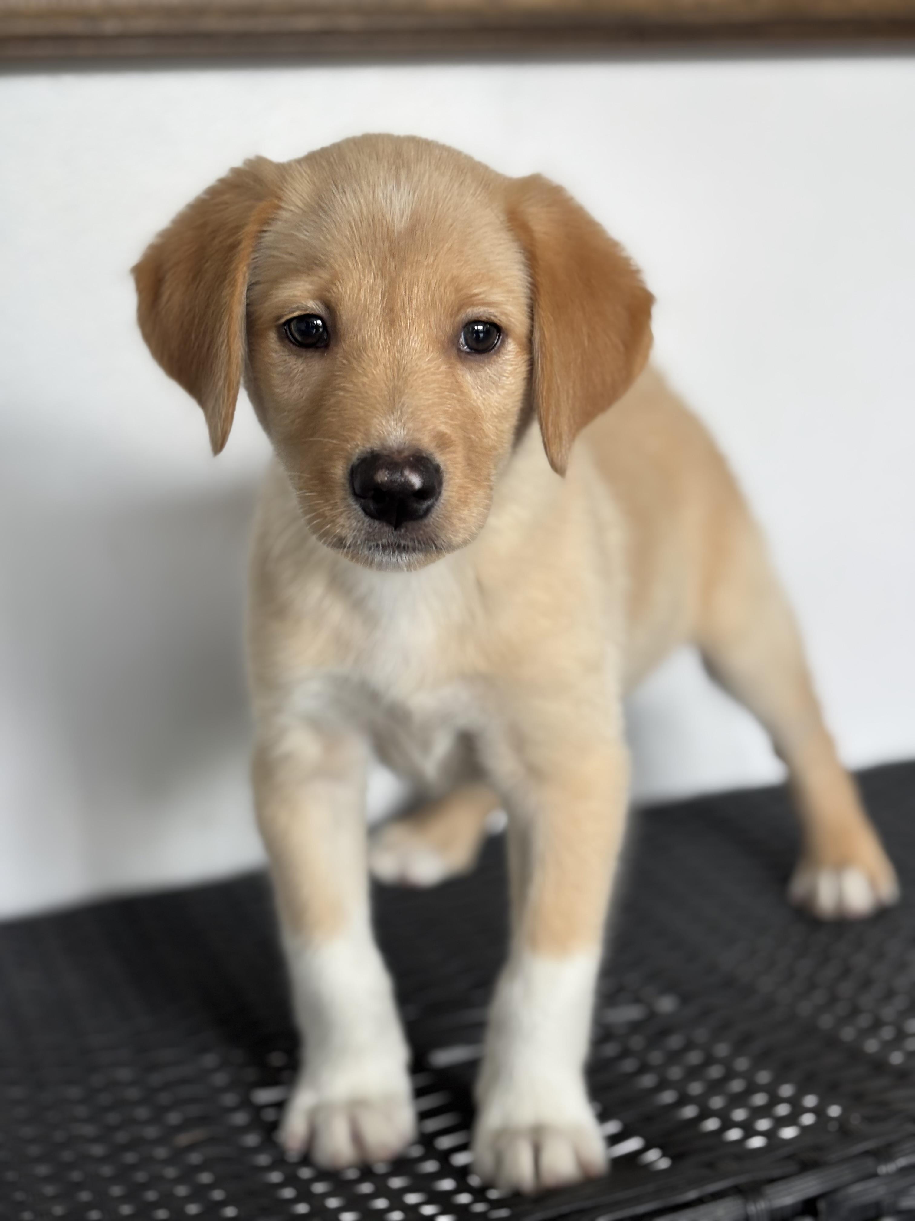 BARNEY, Baby Male unknown
