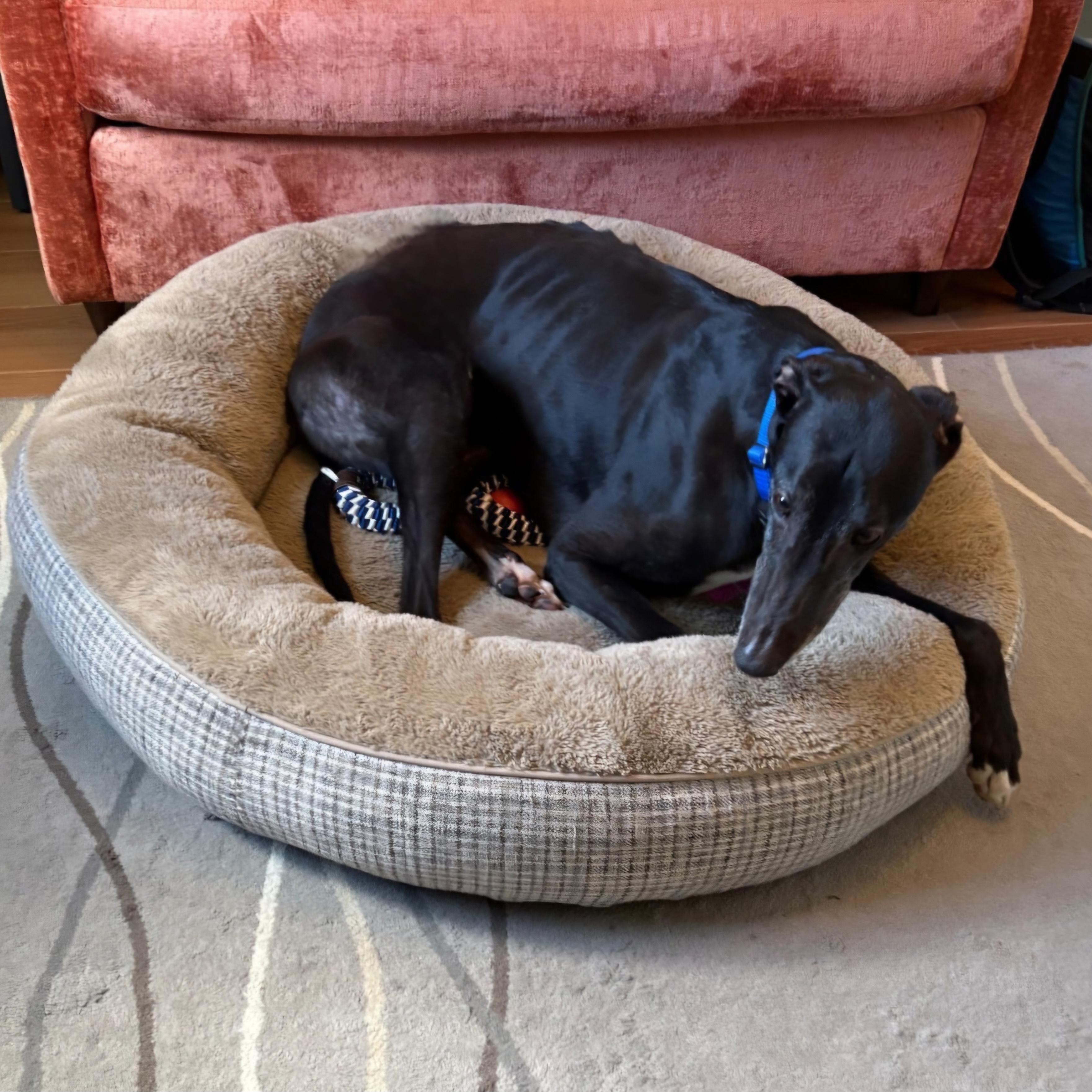 Droopys Prefect thumbnail 2