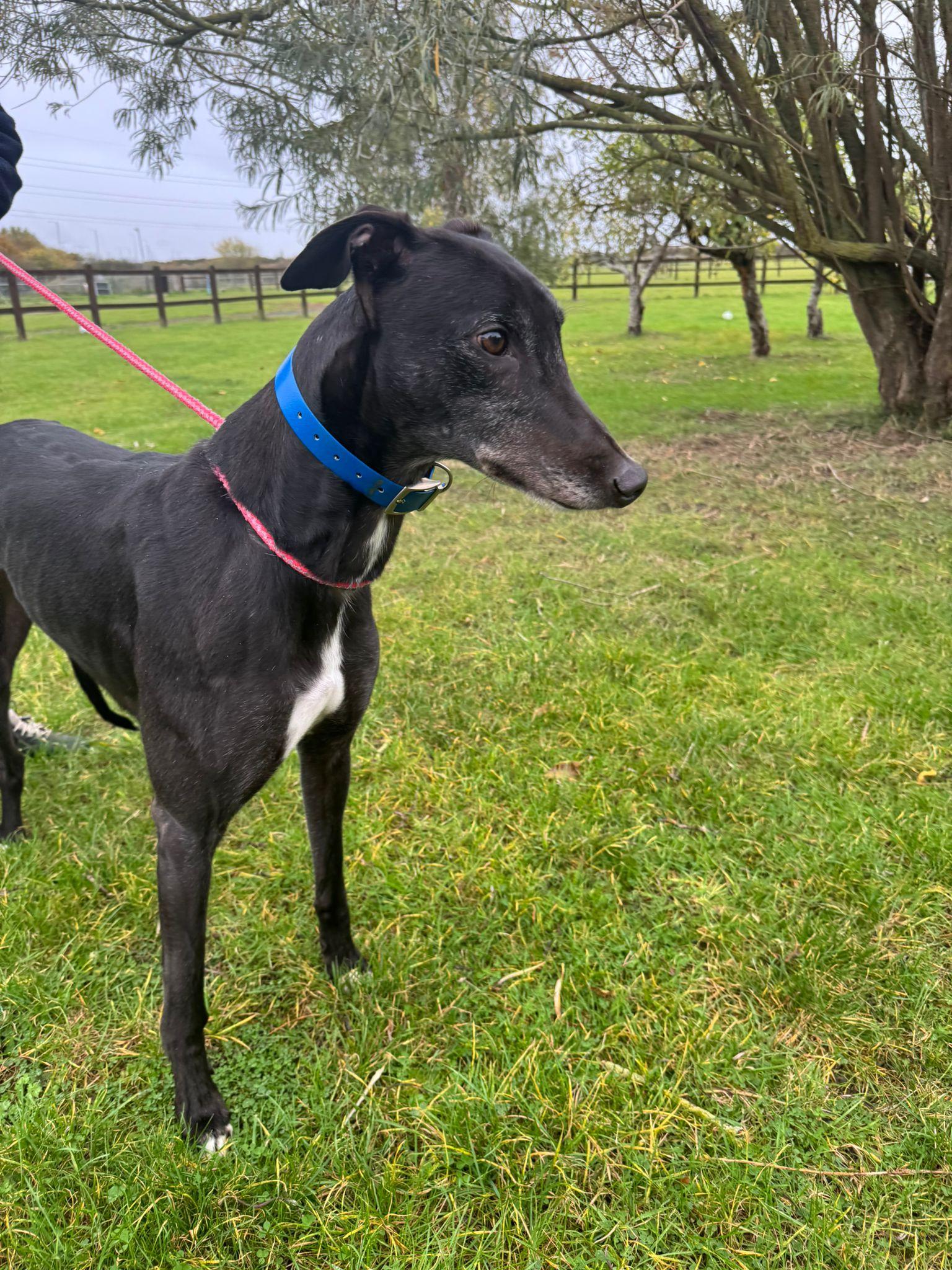 Droopys Prefect thumbnail 3