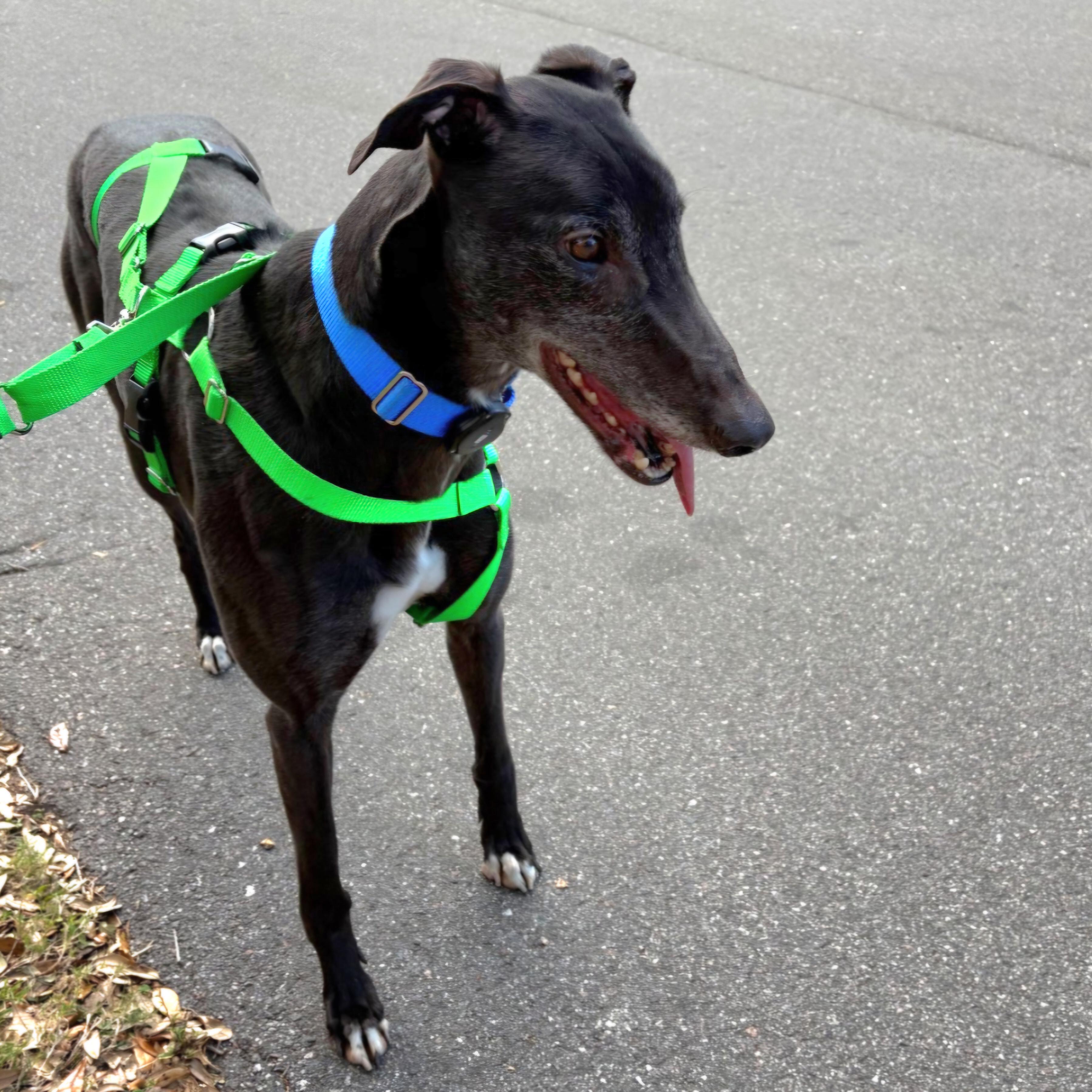 Droopys Prefect thumbnail 4