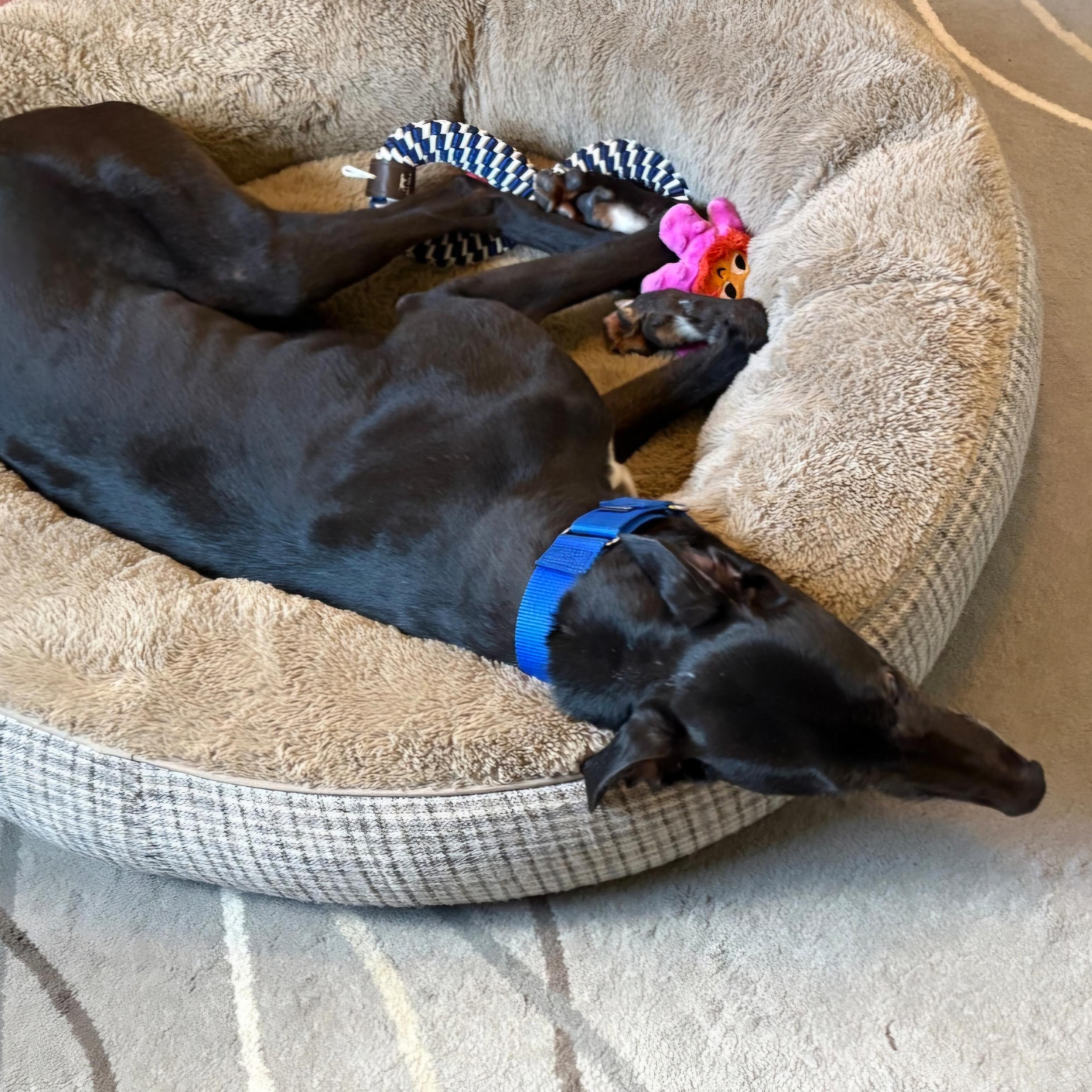 Droopys Prefect thumbnail 5