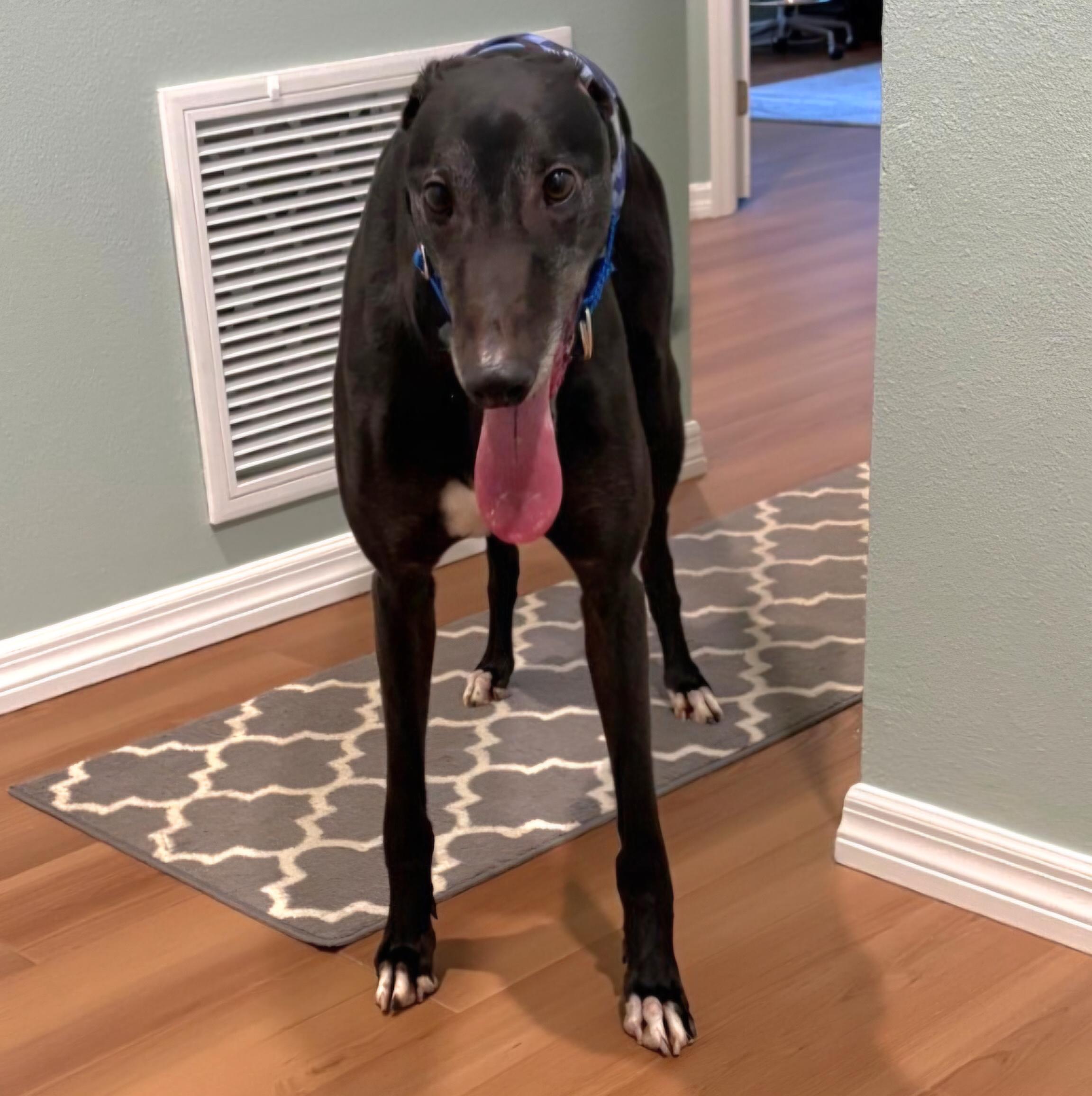 Droopys Prefect thumbnail 6