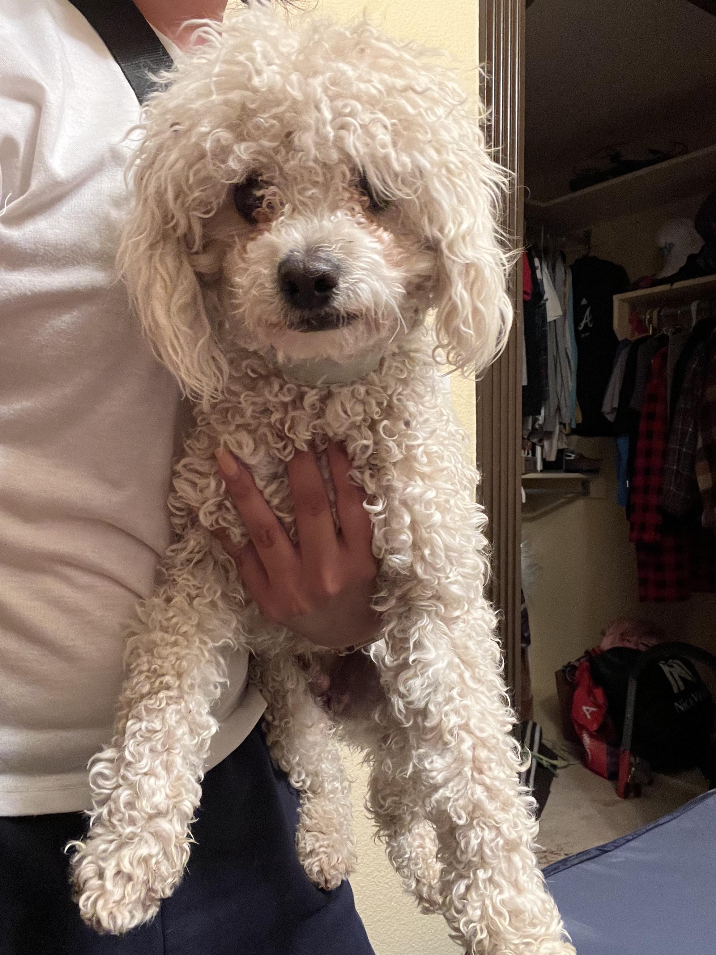 Duke, a Adopted mixed breed in El Paso, TX image 2/2