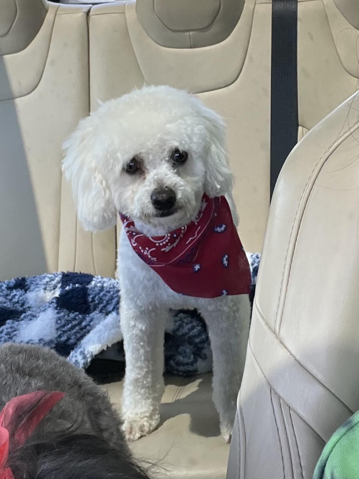 Duke, Adopted, Adult Male Poodle.