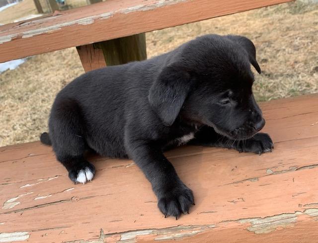 Magnolia, a ADOPTABLE mixed breed in Danville, VT image 3/3