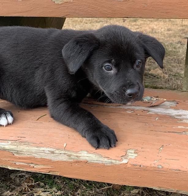 Magnolia, a ADOPTABLE mixed breed in Danville, VT image 1/3