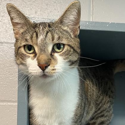 Big Mac, a Adoptable mixed breed in Tinley Park, IL image 1/4