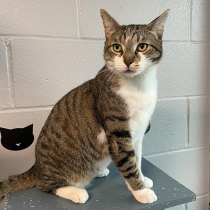 Big Mac, a Adoptable mixed breed in Tinley Park, IL image 2/4