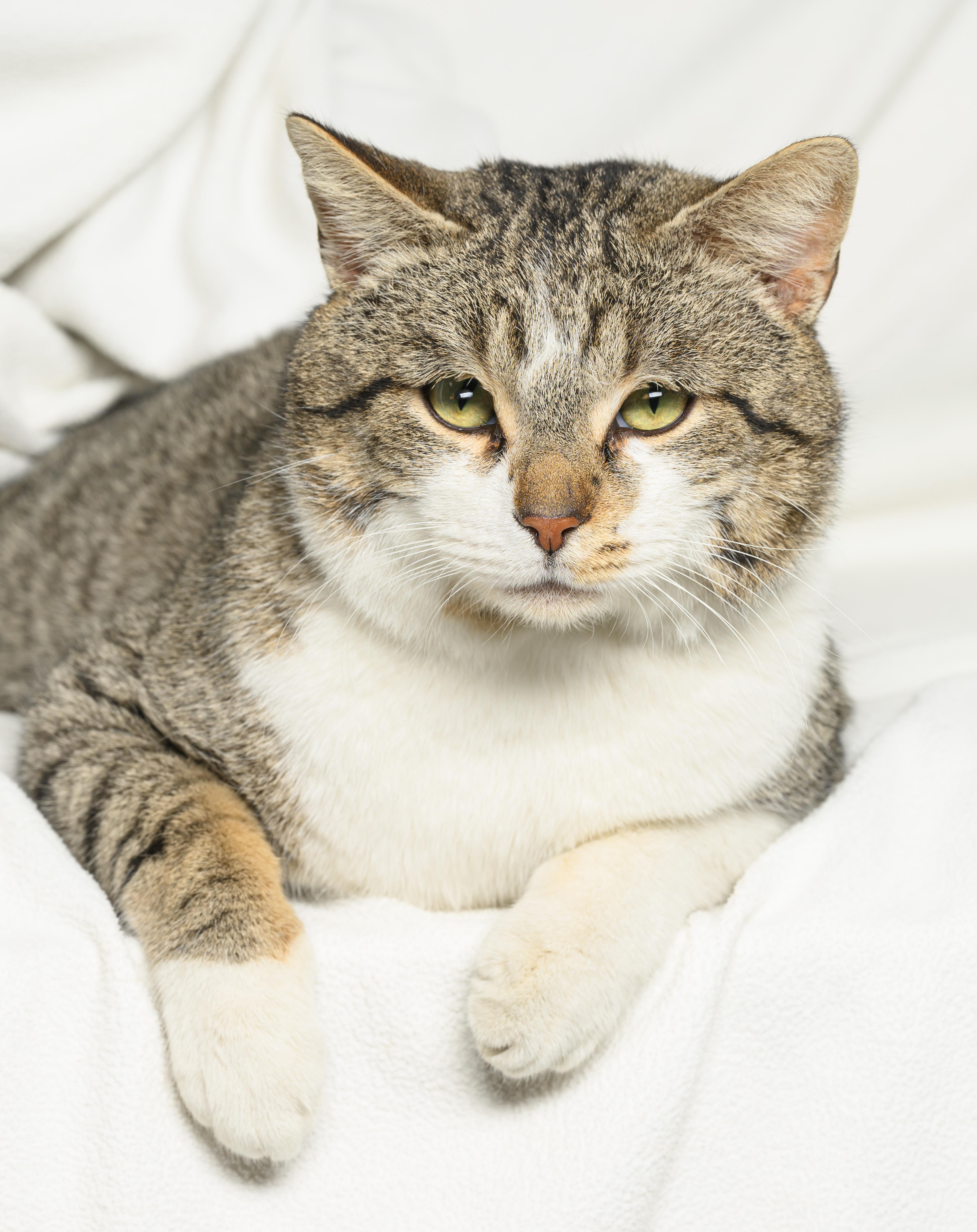 Big Mac, a Adoptable mixed breed in Tinley Park, IL image 4/4