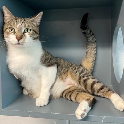 Big Mac, a Adoptable mixed breed in Tinley Park, IL image 3/4