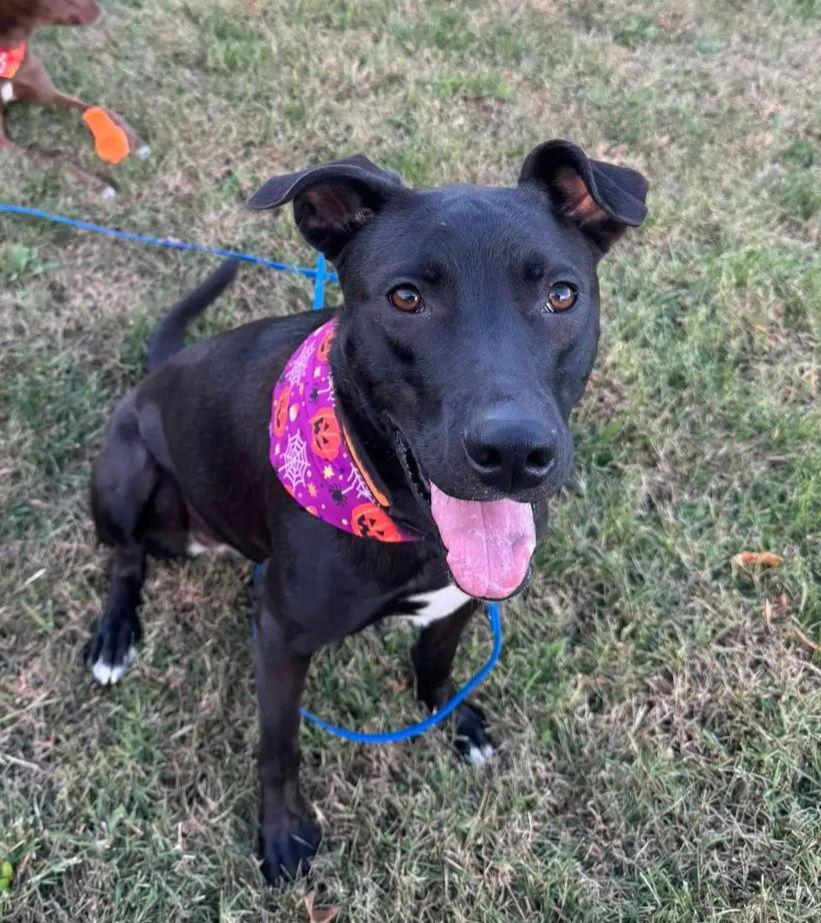 Heloise, Adoptable, Young Female German Shepherd Dog & Terrier.