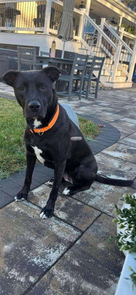 Enlarge Heloise, a Adoptable mixed breed in Westminster, MD image 2/3