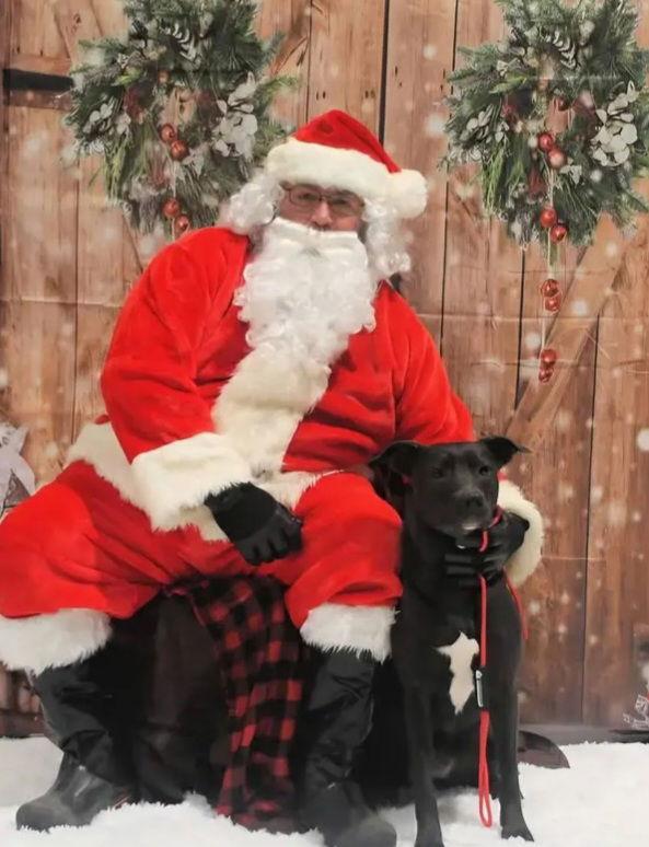 Heloise, Adoptable, Young Female Australian Kelpie & Labrador Retriever.