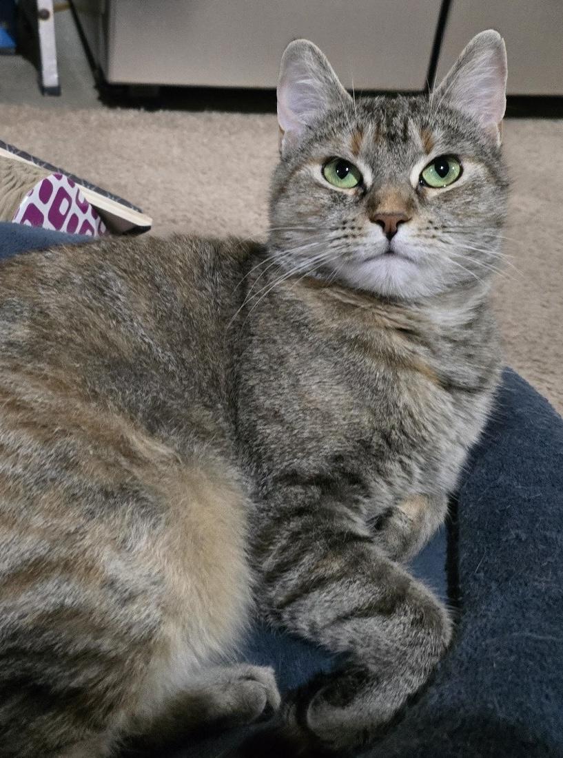 Ariel, Adoptable, Young Female Domestic Short Hair.