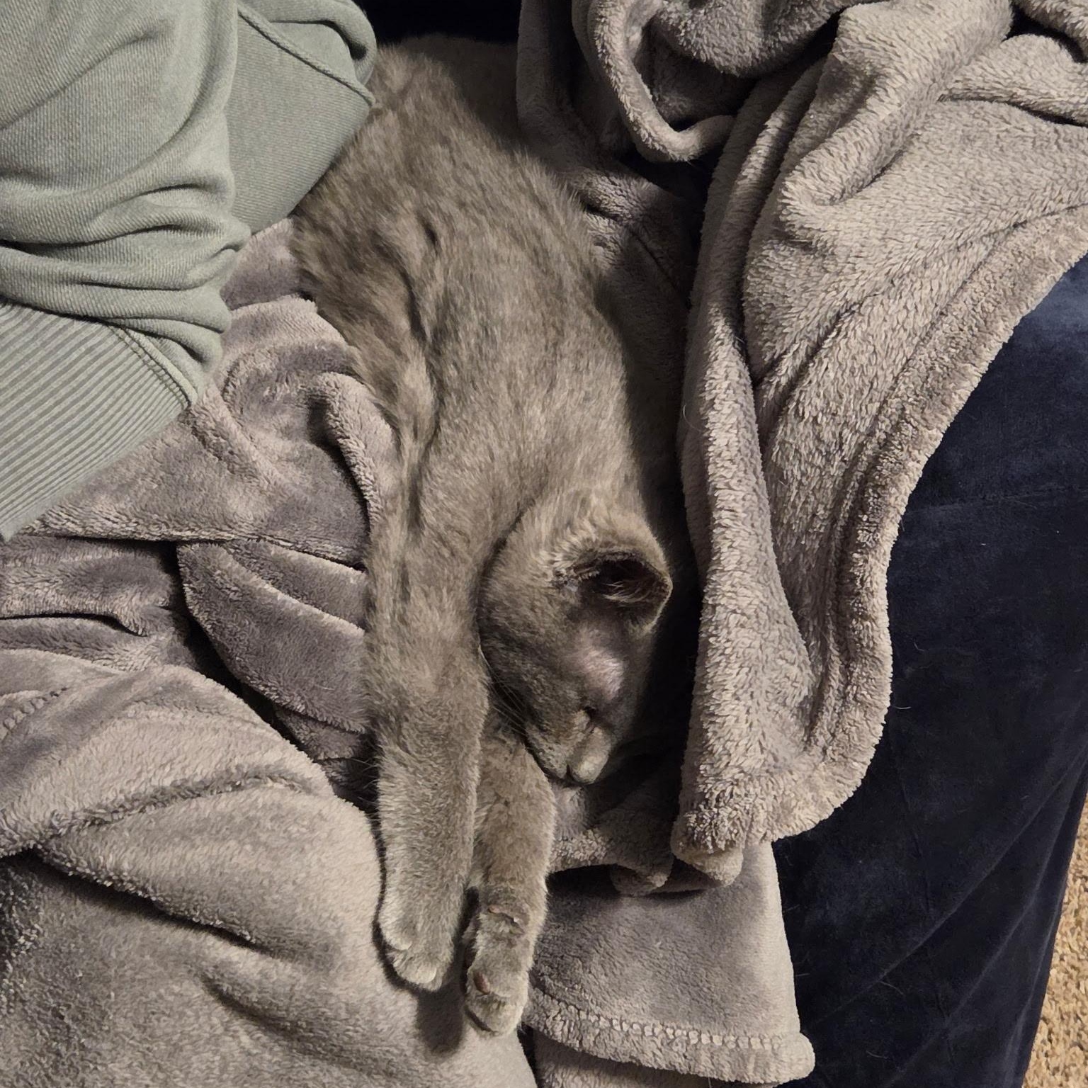 Enlarge WYATT, an adopted American Shorthair in Wilmington, OH image 3/3