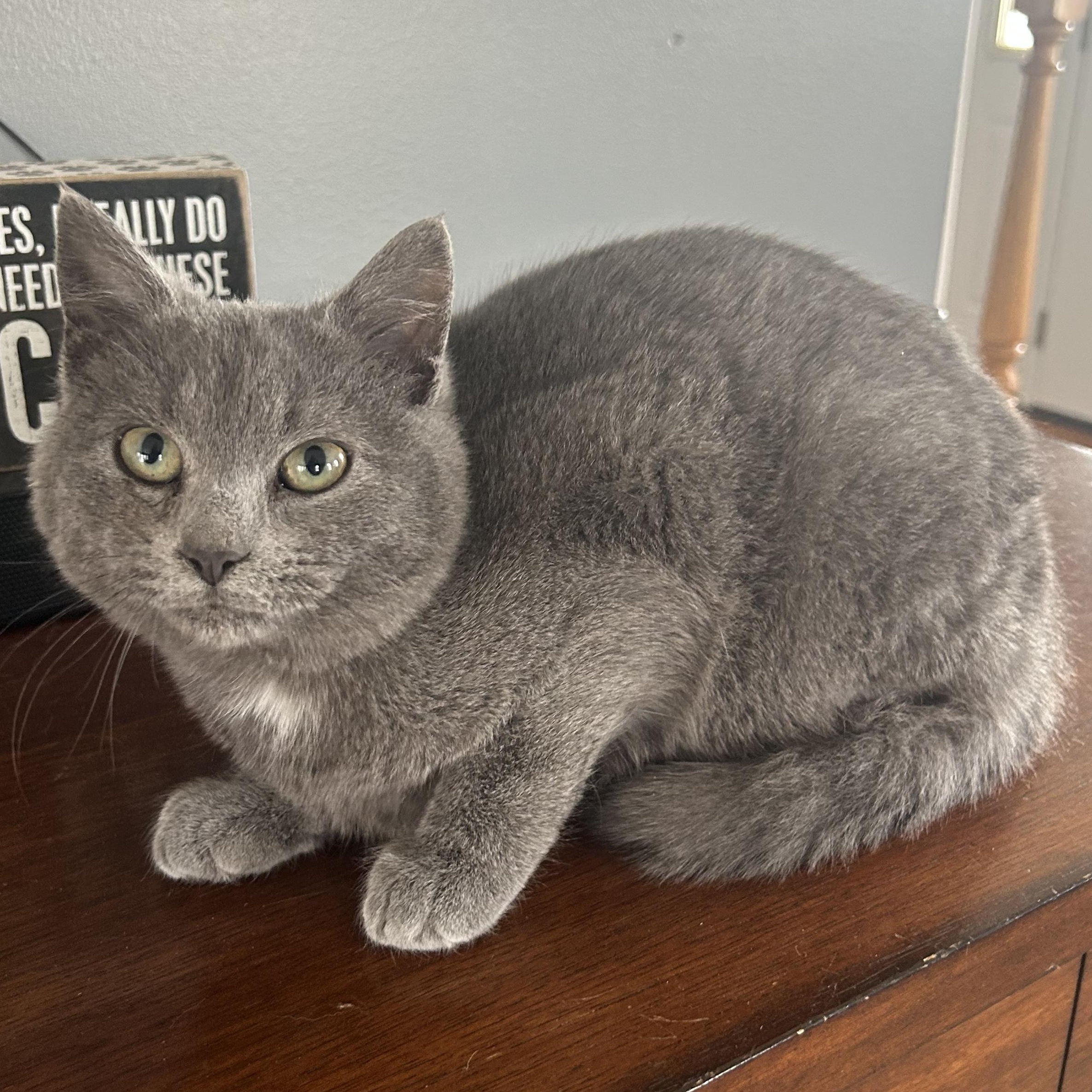 WYATT, adopted, Kitten Male American Shorthair.