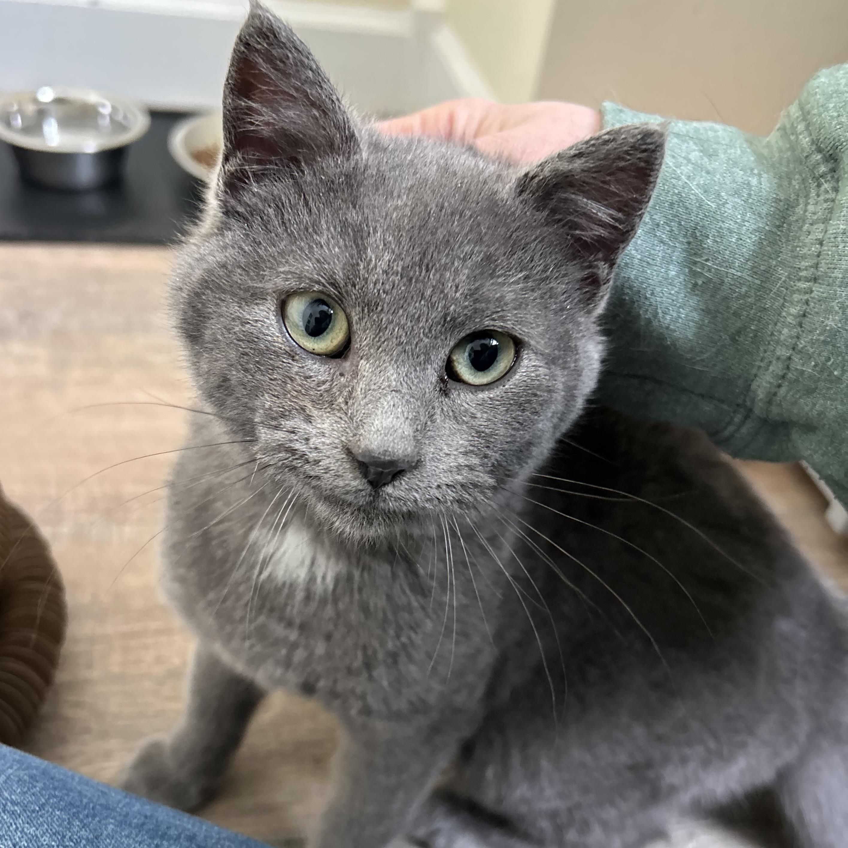 Enlarge WYATT, an adopted American Shorthair in Wilmington, OH image 2/3