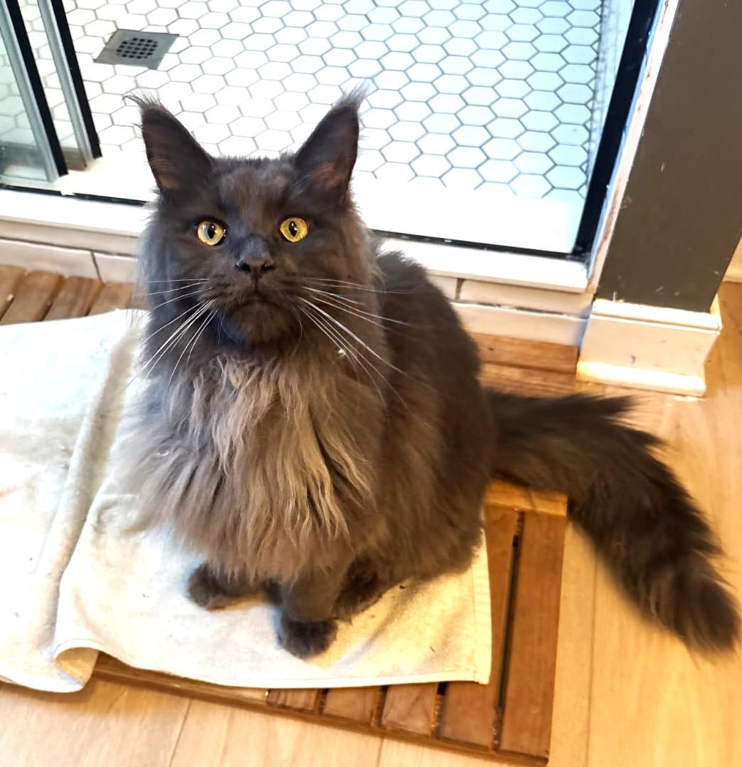Enlarge Boris (Purebred Maine Coon w Papers), an adopted Maine Coon in Ypsilanti, MI image 3/4