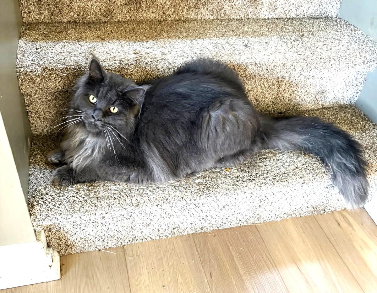 Enlarge Boris (Purebred Maine Coon w Papers), an adopted Maine Coon in Ypsilanti, MI image 2/4