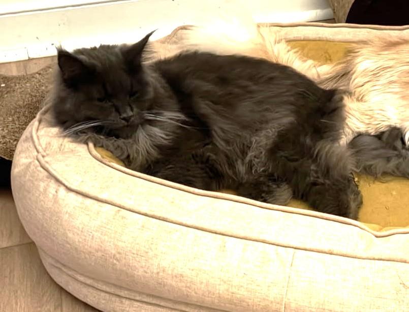Enlarge Boris (Purebred Maine Coon w Papers), an adopted Maine Coon in Ypsilanti, MI image 4/4