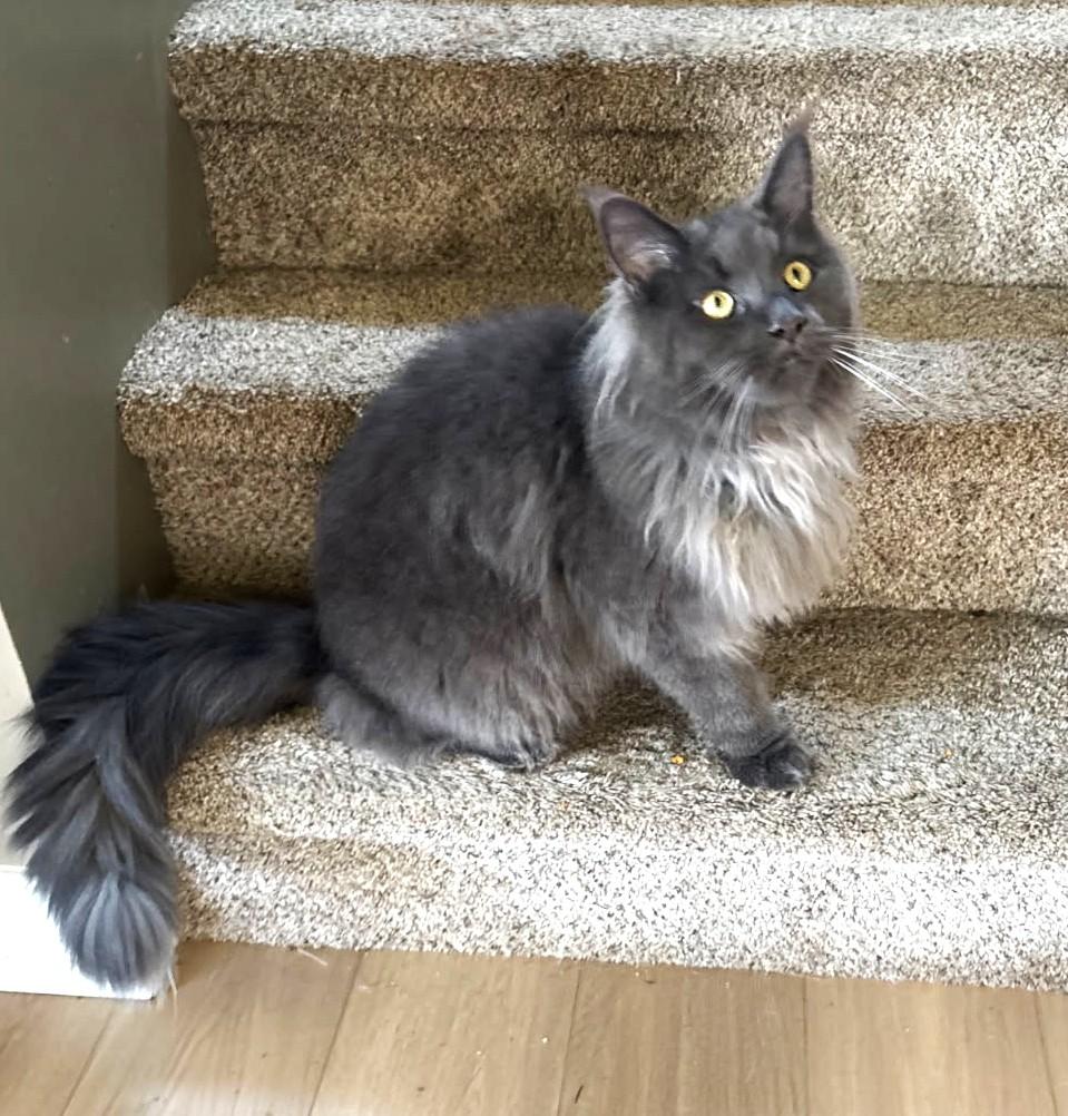 Boris (Purebred Maine Coon w Papers), adopted, Young Male Maine Coon.