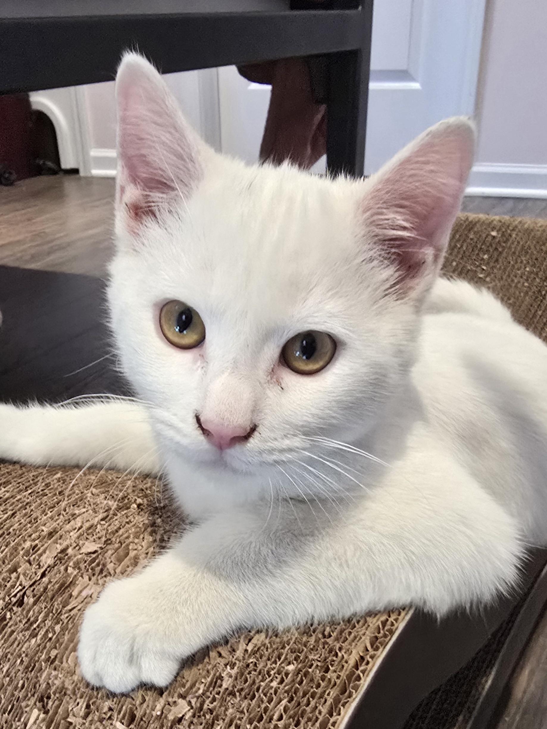 Rumi, Adoptable, Young Male Turkish Angora & Domestic Short Hair.