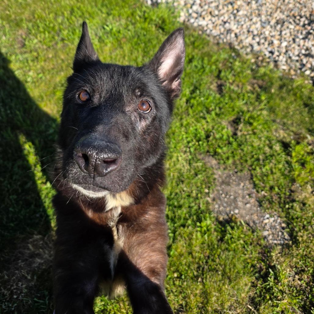 Leah, a Adoptable German Shepherd Dog in Bristol, IN image 1/3