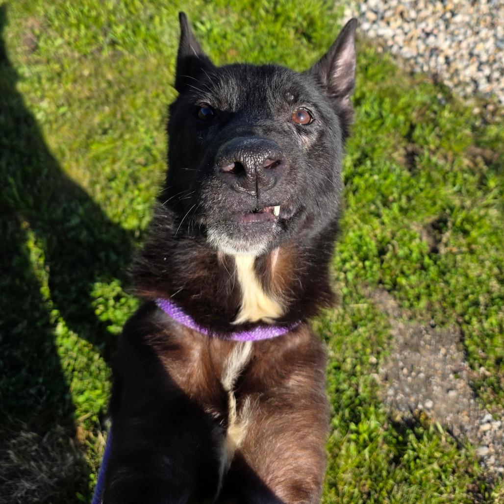 Leah, a Adoptable German Shepherd Dog in Bristol, IN image 2/3