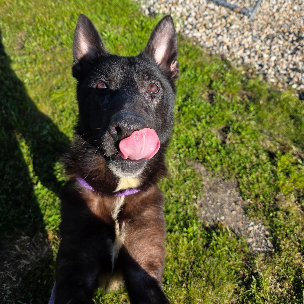 Leah, a Adoptable German Shepherd Dog in Bristol, IN image 3/3