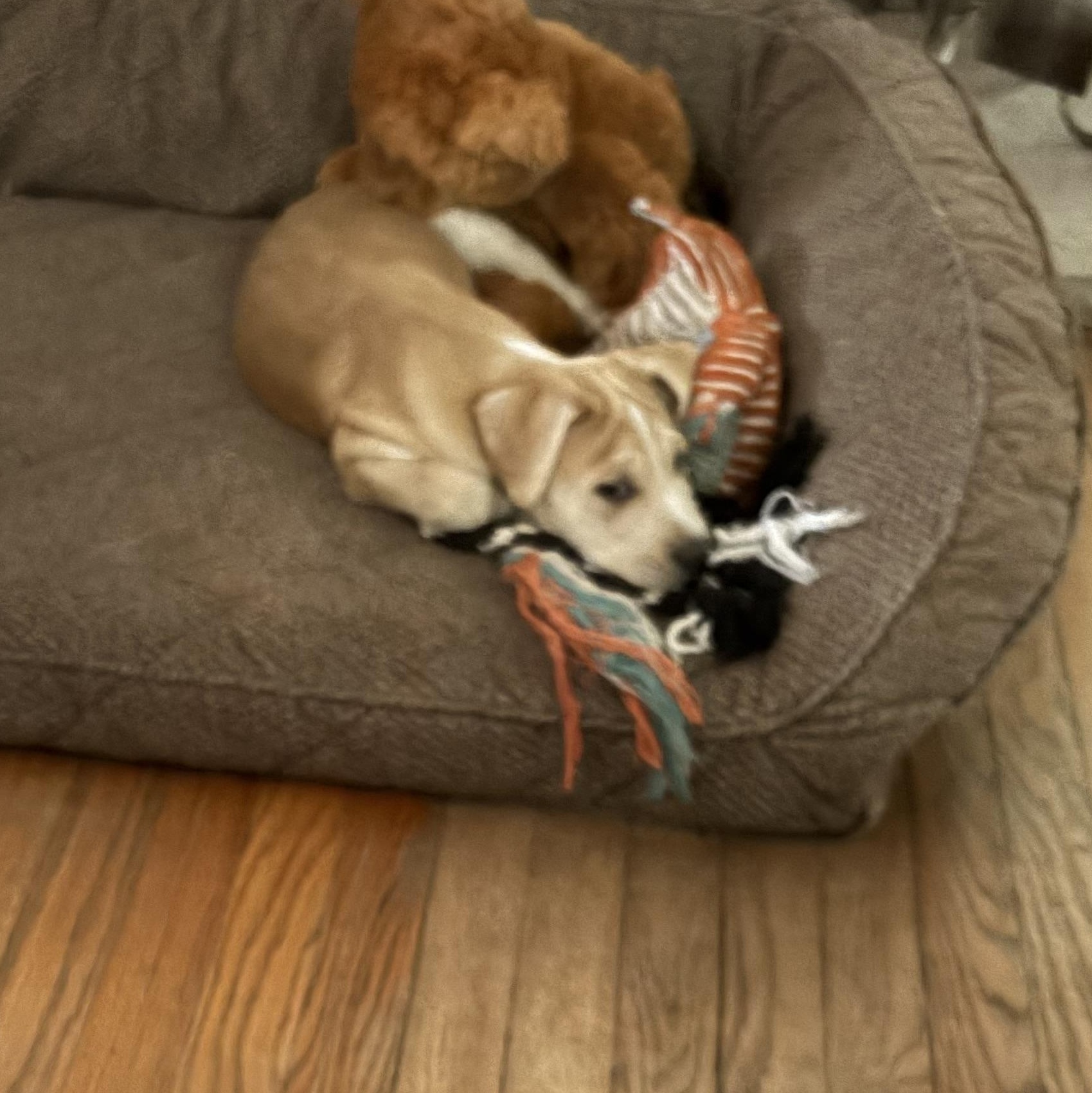 Enlarge Wobbsy , a Adoptable mixed breed in Wrightstown, NJ image 3/5