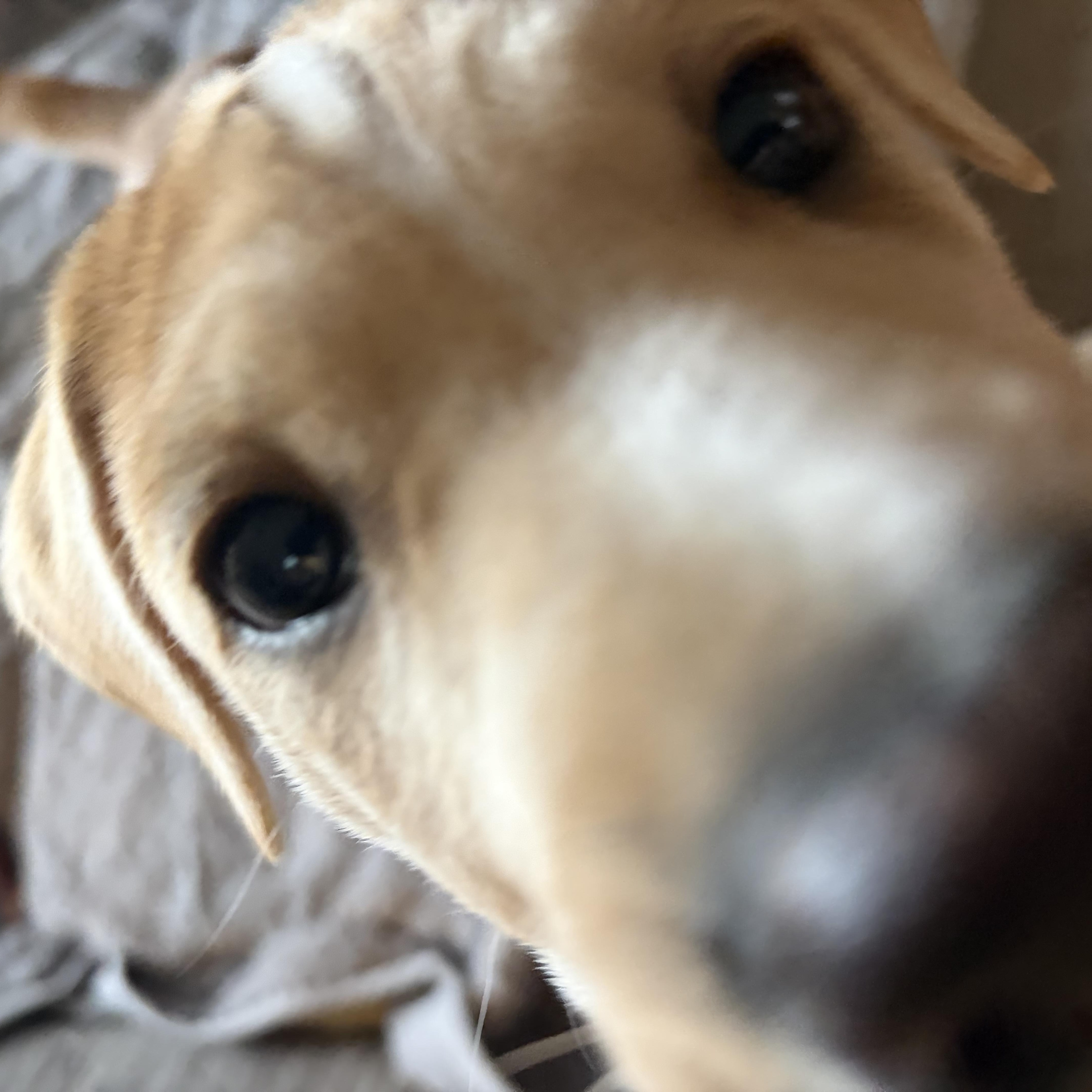 Enlarge Wobbsy , a Adoptable mixed breed in Wrightstown, NJ image 1/5