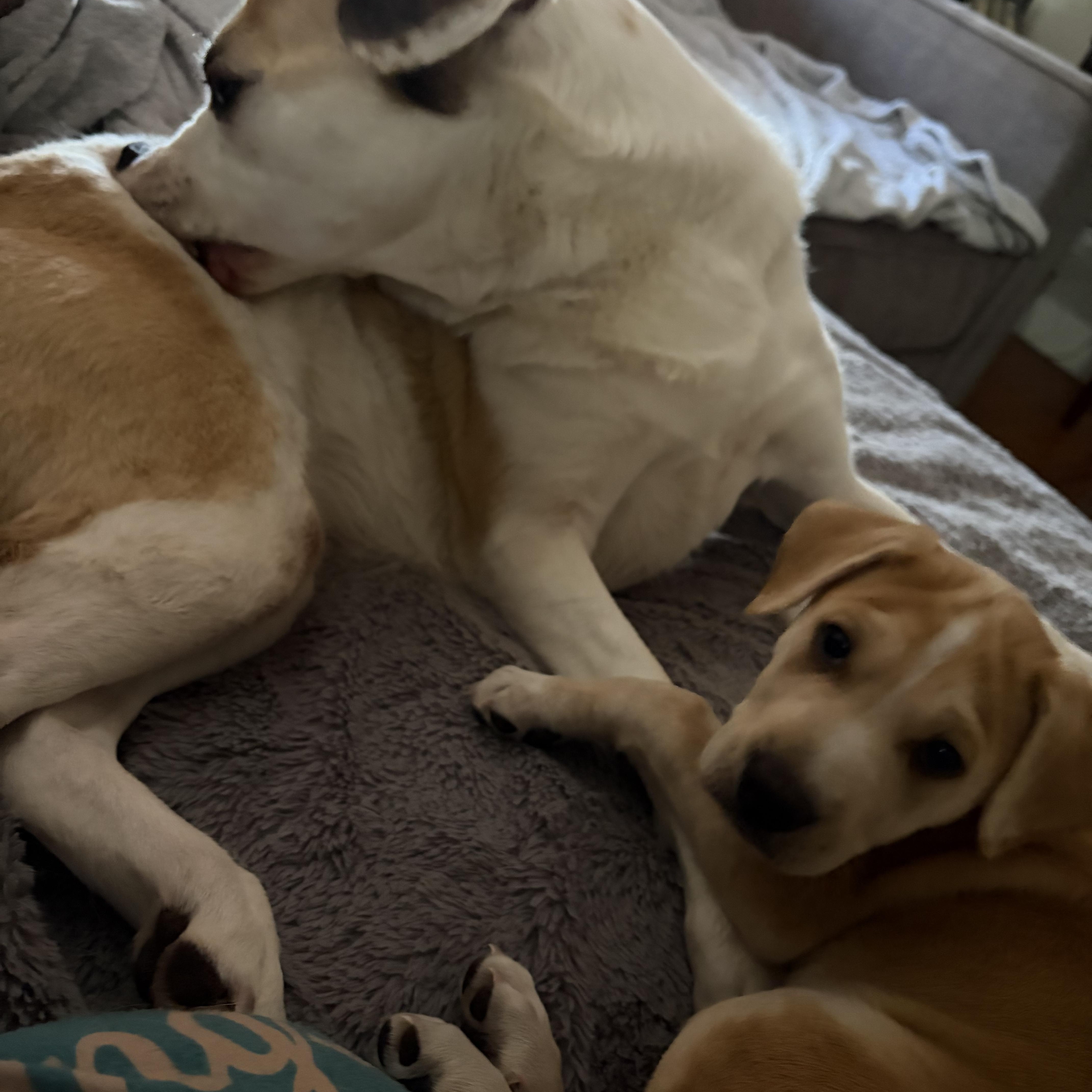 Enlarge Wobbsy , a Adoptable mixed breed in Wrightstown, NJ image 2/5