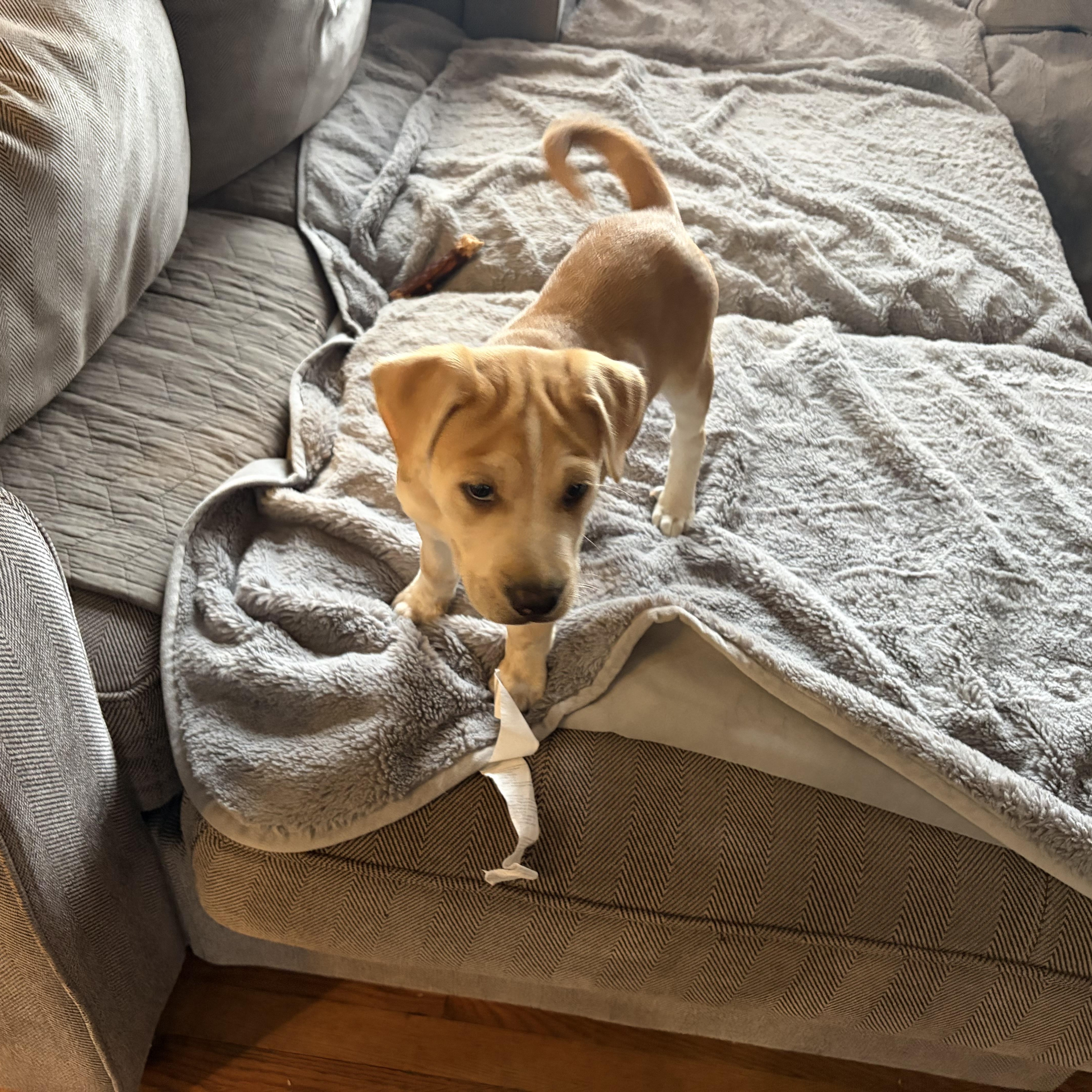 Enlarge Wobbsy , a Adoptable mixed breed in Wrightstown, NJ image 4/5