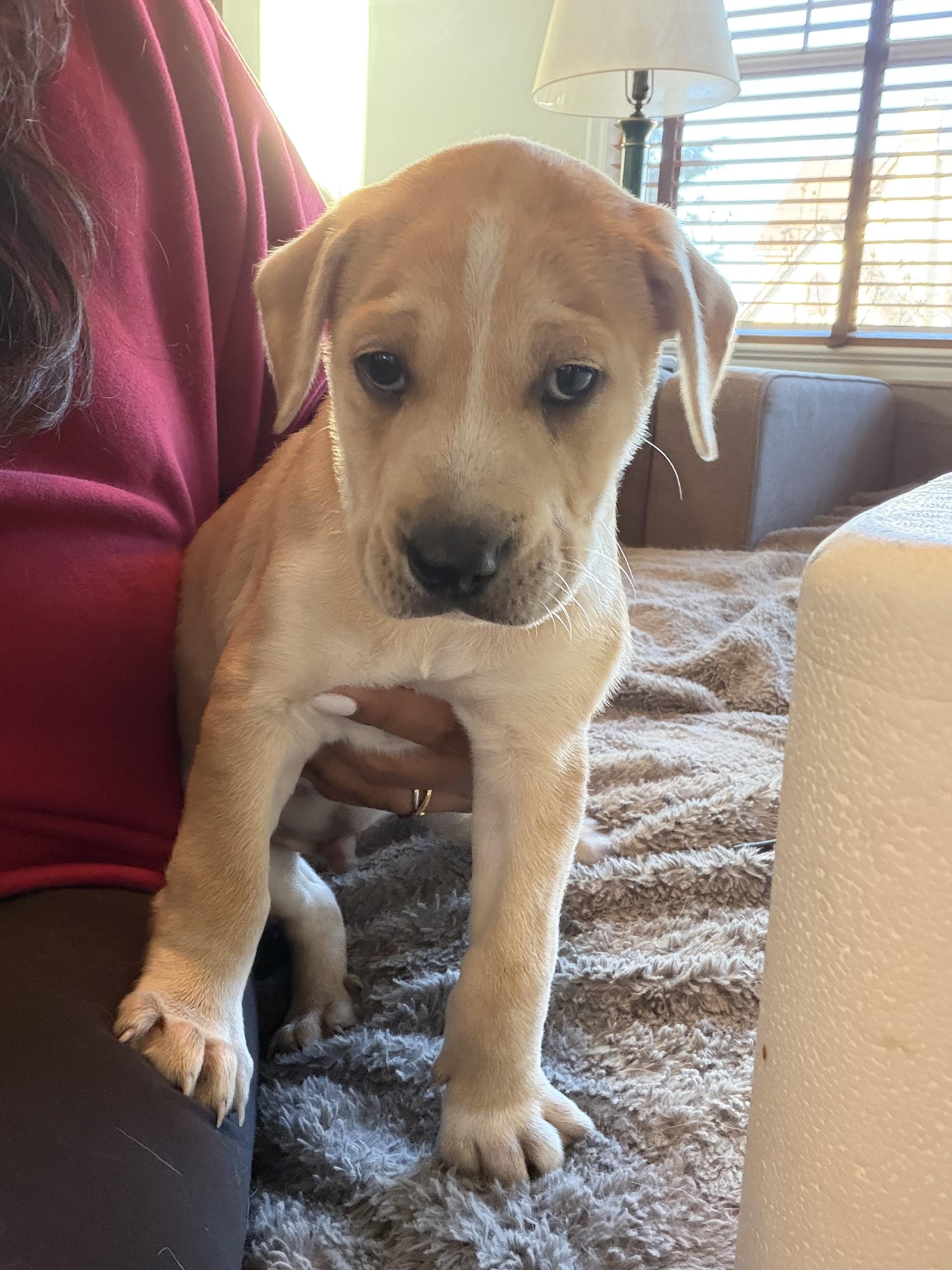 Enlarge Wobbsy , a Adoptable mixed breed in Wrightstown, NJ image 5/5