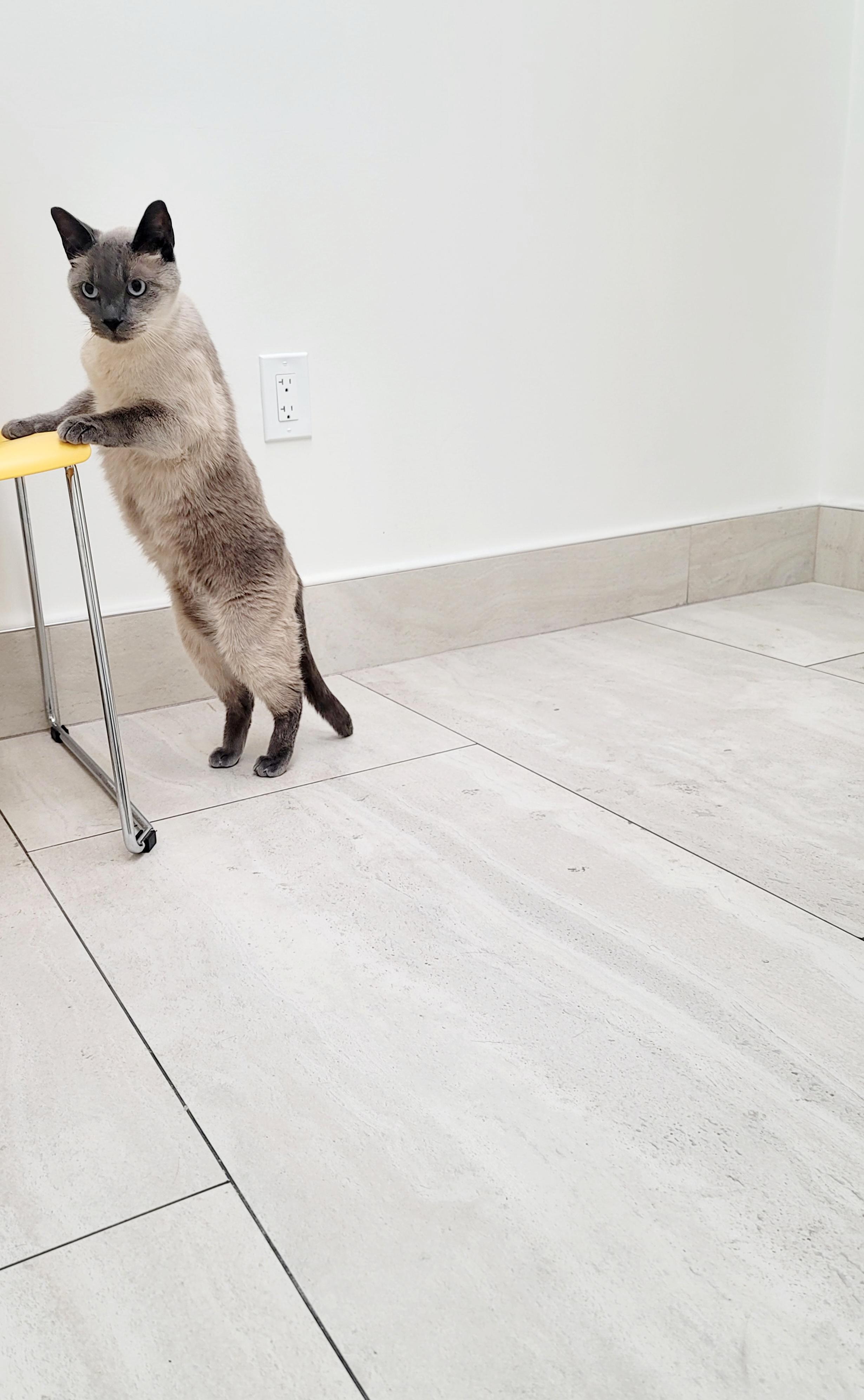 Toona (I'm a mellow kitty!), a Adoptable Siamese in Santa Barbara, CA image 4/4