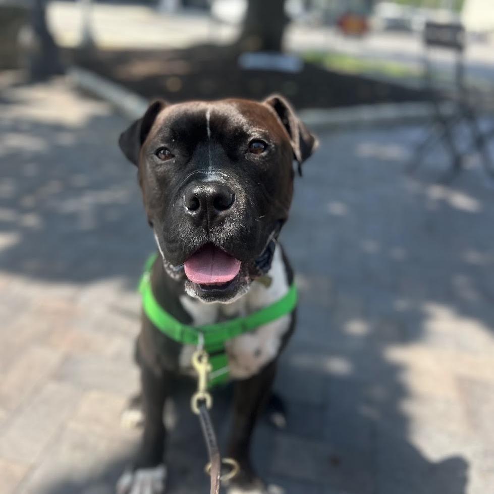 Enlarge Peter, a Adoptable Mixed Breed in Bangall, NY image 2/6