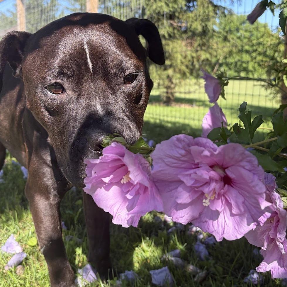 Enlarge Peter, a Adoptable Mixed Breed in Bangall, NY image 3/6