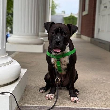 Enlarge Peter, a Adoptable Mixed Breed in Bangall, NY image 6/6