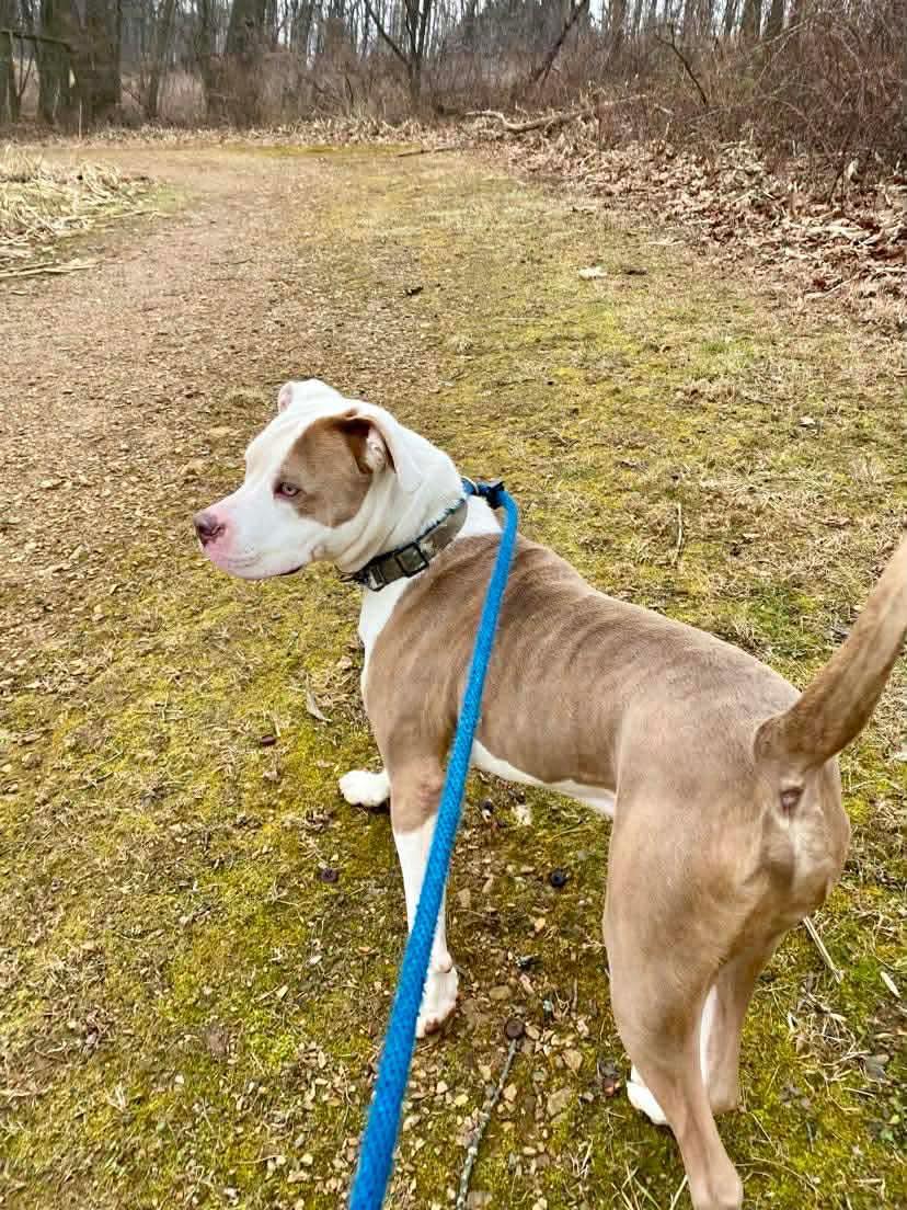 Malachi, a ADOPTABLE Pit Bull Terrier in Essex, MD image 3/5