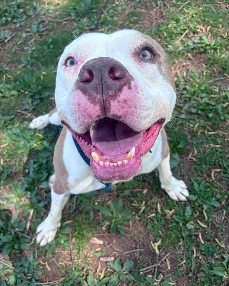 Malachi, a ADOPTABLE Pit Bull Terrier in Essex, MD image 1/6
