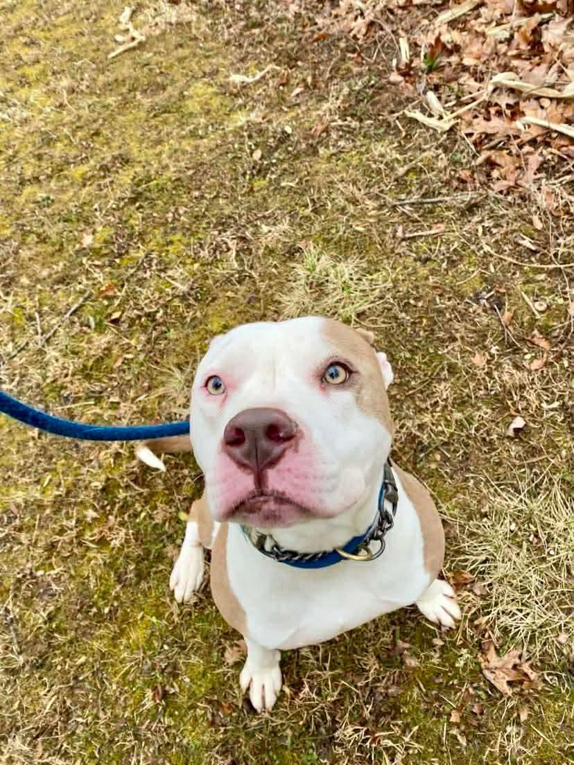 Malachi, a ADOPTABLE Pit Bull Terrier in Essex, MD image 2/5